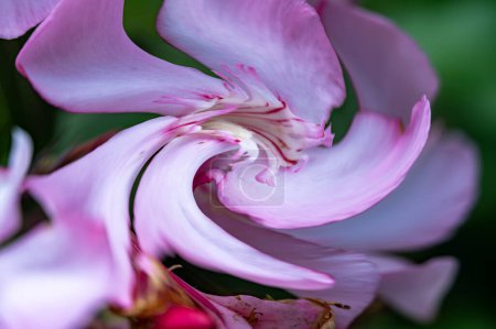 Foto de Abstracta imagen retorcida de flores en el jardín - Imagen libre de derechos