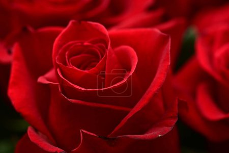 Photo for Beautiful red rose in the garden - Royalty Free Image