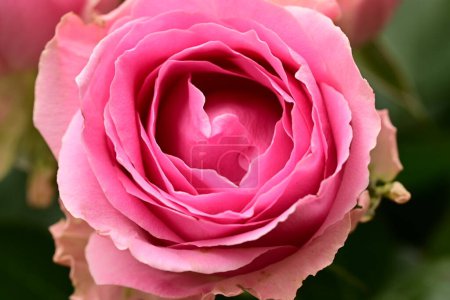 Téléchargez les photos : Belle fleur rose vif, gros plan - en image libre de droit