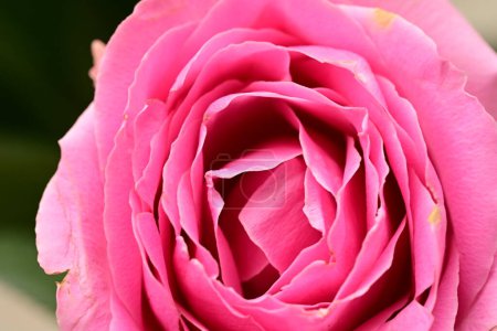 Téléchargez les photos : Belle fleur rose vif, gros plan - en image libre de droit