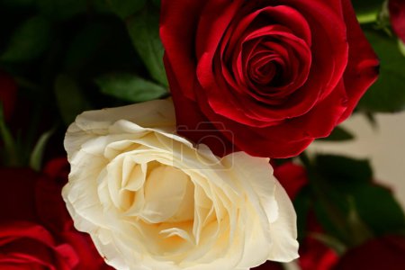 Photo for Beautiful  bright  rose flowers, close up - Royalty Free Image