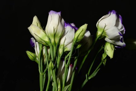 Téléchargez les photos : Beau bouquet de fleurs d'eustomes sur fond noir - en image libre de droit
