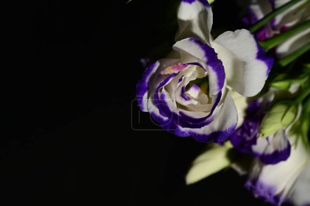 Foto de Hermoso ramo de flores de eustoma sobre fondo negro - Imagen libre de derechos