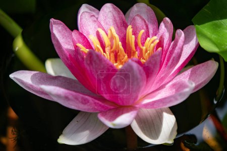 Téléchargez les photos : Vue rapprochée de belle fleur de lotus - en image libre de droit