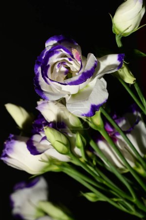 Foto de Hermoso ramo de flores de eustoma sobre fondo negro - Imagen libre de derechos