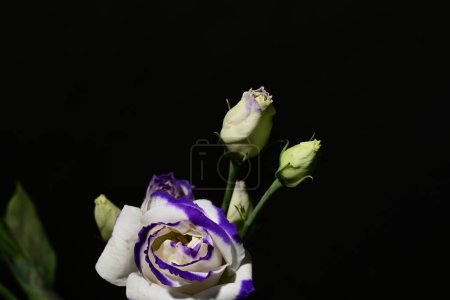 Téléchargez les photos : Beau bouquet de fleurs d'eustomes sur fond noir - en image libre de droit