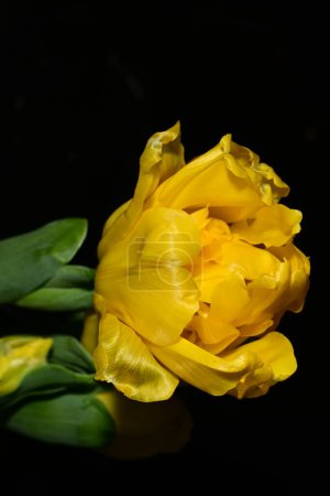 Téléchargez les photos : Tulipes jaunes sur fond noir - en image libre de droit