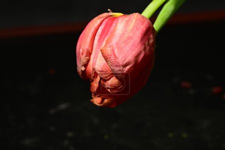 Foto de Tulipán rojo sobre fondo negro - Imagen libre de derechos