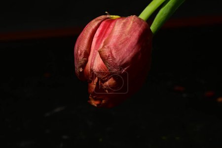 Téléchargez les photos : Tulipe rouge sur fond noir - en image libre de droit