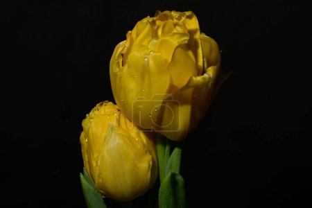 Foto de Hermosas flores de tulipán amarillo sobre fondo negro - Imagen libre de derechos