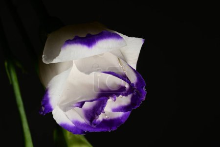 Foto de Hermosas flores blancas y púrpuras, fondo concepto floral - Imagen libre de derechos