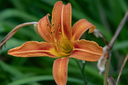Foto de Hermosa flor brillante flor, primer plano - Imagen libre de derechos