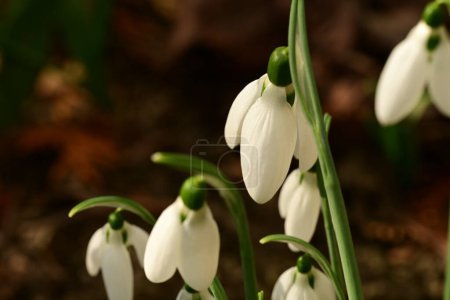 Photo for Beautiful  snowdrops flowers blooming, close up - Royalty Free Image