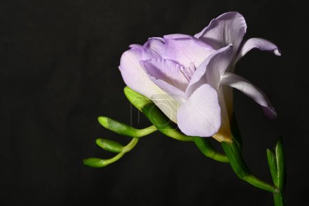 Téléchargez les photos : Belle fleur éclatante, gros plan - en image libre de droit