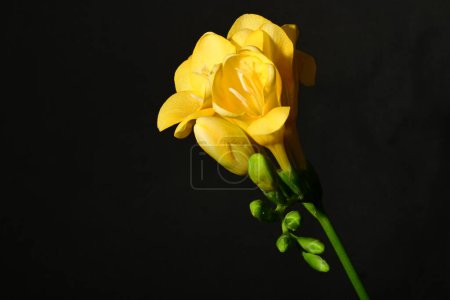 Foto de Hermosas flores brillantes florecen, de cerca - Imagen libre de derechos