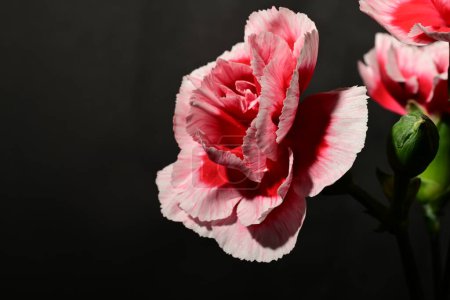 Photo for Beautiful pink flowers on dark background. spring concept. - Royalty Free Image