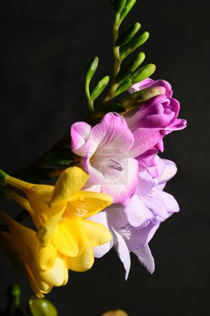 Foto de Hermosas flores sobre fondo oscuro. concepto de primavera. - Imagen libre de derechos