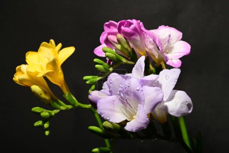 Photo for Beautiful  flowers on dark background. spring concept. - Royalty Free Image