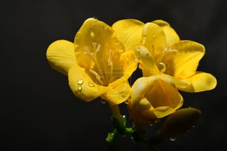 Foto de Hermosas flores sobre fondo oscuro. concepto de primavera. - Imagen libre de derechos