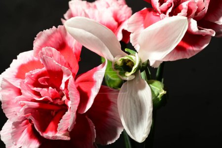 Photo for Beautiful  spring bouquet  on dark background. spring concept. - Royalty Free Image