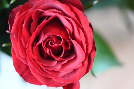 Foto de Primer plano de hermosa rosa brillante. concepto de primavera. - Imagen libre de derechos