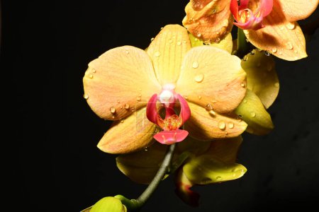 Foto de Primer plano de las orquídeas brillantes hermosas. concepto de primavera. - Imagen libre de derechos