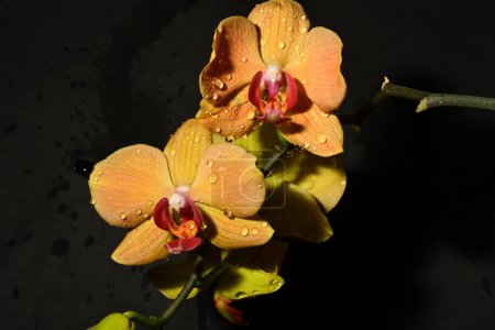 Foto de Primer plano de las orquídeas brillantes hermosas. concepto de primavera. - Imagen libre de derechos