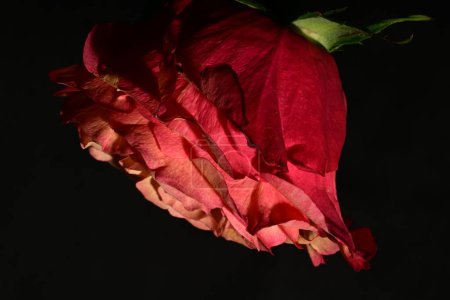 Photo for Close up of beautiful bright rose. spring concept. - Royalty Free Image