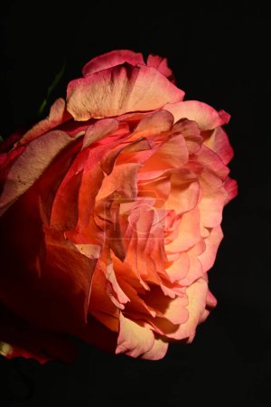 Foto de Primer plano de hermosa rosa brillante. concepto de primavera. - Imagen libre de derechos