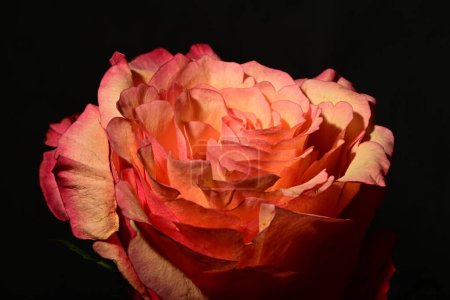 Téléchargez les photos : Gros plan de belle rose vive. concept de printemps. - en image libre de droit