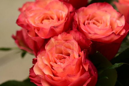 Téléchargez les photos : Gros plan de belles roses lumineuses. concept de printemps. - en image libre de droit