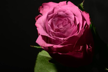 Téléchargez les photos : Belle rose sur fond sombre. concept de printemps. - en image libre de droit