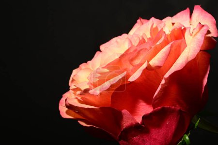 Foto de Hermosa rosa sobre fondo oscuro. concepto de primavera. - Imagen libre de derechos