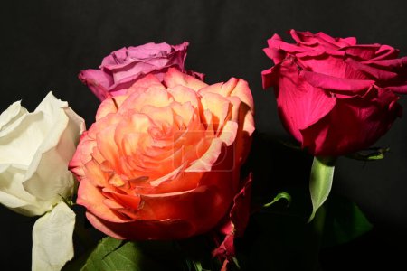 Foto de Hermosas rosas sobre fondo oscuro. concepto de primavera. - Imagen libre de derechos