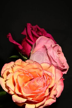 Téléchargez les photos : Belles roses sur fond sombre. concept de printemps. - en image libre de droit