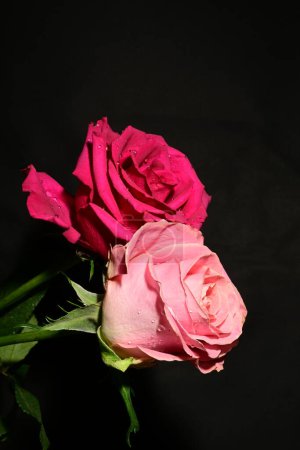 Foto de Hermosas rosas sobre fondo oscuro. concepto de primavera. - Imagen libre de derechos