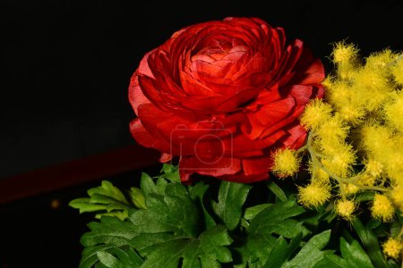 Foto de Primer plano - arriba de hermosas flores rojas y amarillas, fondo negro - Imagen libre de derechos