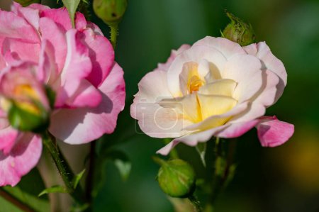 Téléchargez les photos : Roses roses poussant dans un jardin - en image libre de droit