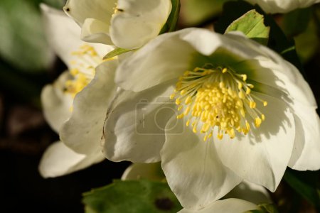 Téléchargez les photos : Belles fleurs blanches dans le jardin - en image libre de droit