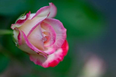 Foto de Hermosa rosa rosa en un jardín - Imagen libre de derechos