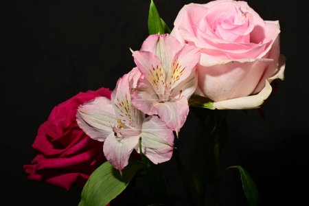 Foto de Hermosas flores rosadas con rosas sobre fondo negro, vista de cerca - Imagen libre de derechos