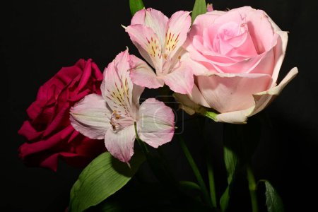 Foto de Hermosas flores rosadas con rosas sobre fondo negro, vista de cerca - Imagen libre de derechos