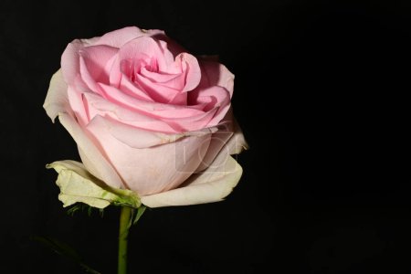Téléchargez les photos : Belle rose isolée sur fond noir - en image libre de droit