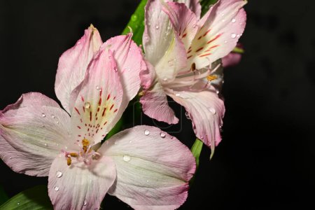 Foto de Hermosas flores rosadas y blancas sobre fondo negro - Imagen libre de derechos