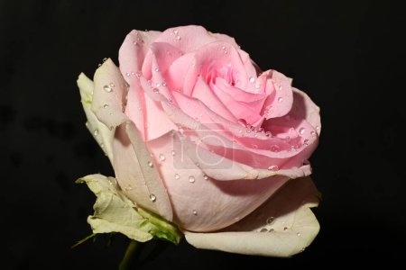 Foto de Hermosa rosa rosa aislada sobre fondo negro - Imagen libre de derechos