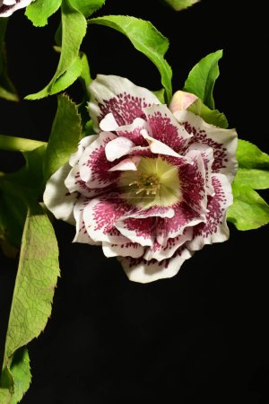 Téléchargez les photos : Helleborus fleur dame tachetée blanche sur fond noir - en image libre de droit