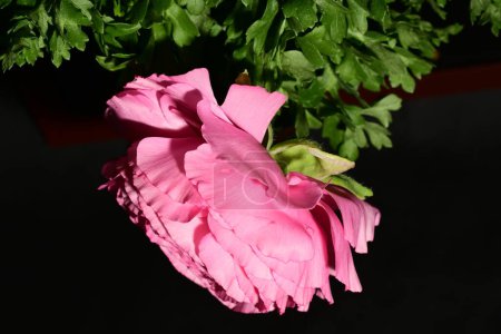 Foto de Rosa flor sobre fondo negro - Imagen libre de derechos