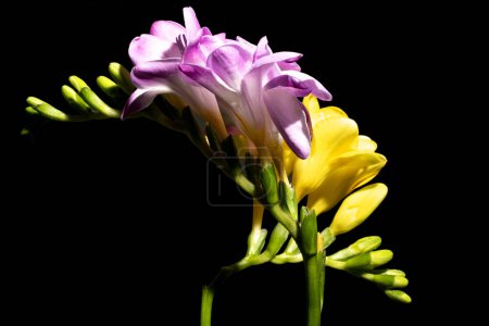 Téléchargez les photos : Belles fleurs sur fond sombre. concept de printemps. - en image libre de droit