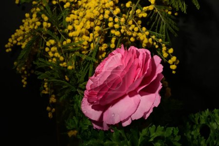 beautiful  flowers on dark background. spring concept.
