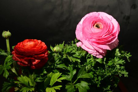Téléchargez les photos : Belles fleurs sur fond sombre. concept de printemps. - en image libre de droit